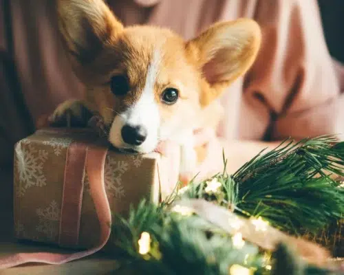 Corgi Welpe an Tisch mit Geschenk und Adventskranz, Weihnachtsdeko