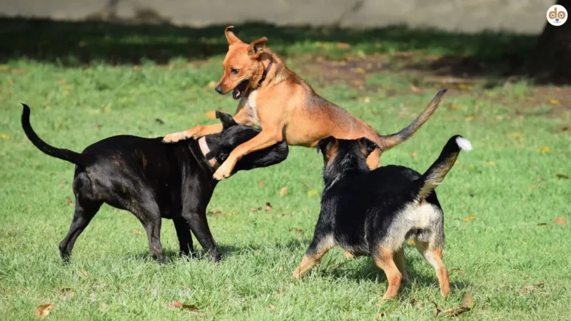 Fremdhundebegegnung, immer wieder eine Herausforderung