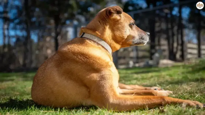 Erziehung auf Zeit: Sind Hundeinternate wirklich hilfreich?