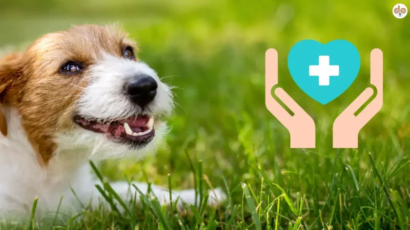 Vorsorgeuntersuchungen für Hunde: Prävention, die sich auszahlt
