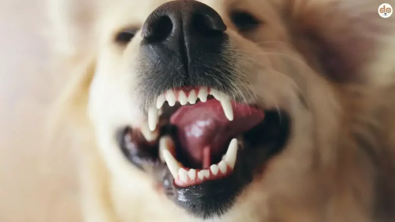 Beisskraft bei Hunden: Einblicke ins Messverfahren