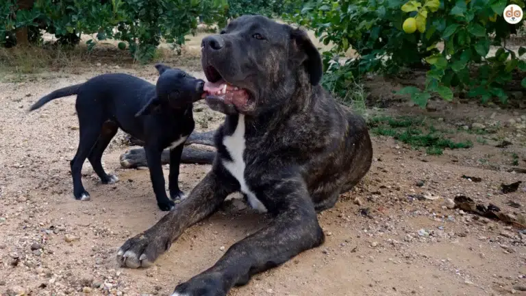 Grosser und kleiner Hund zusammen Haltungskosten grosser Hunde