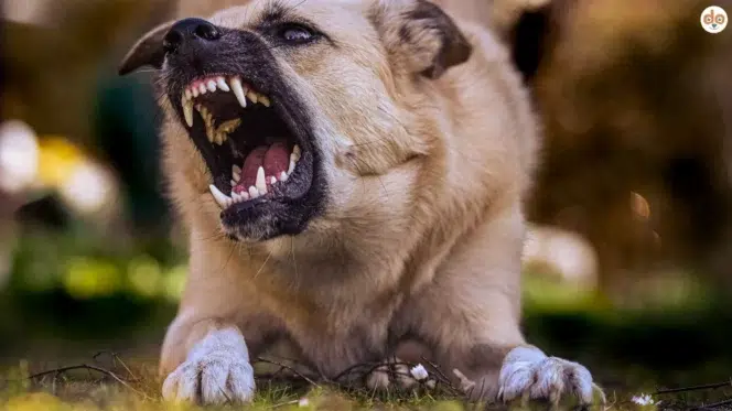 Agressiver Hund