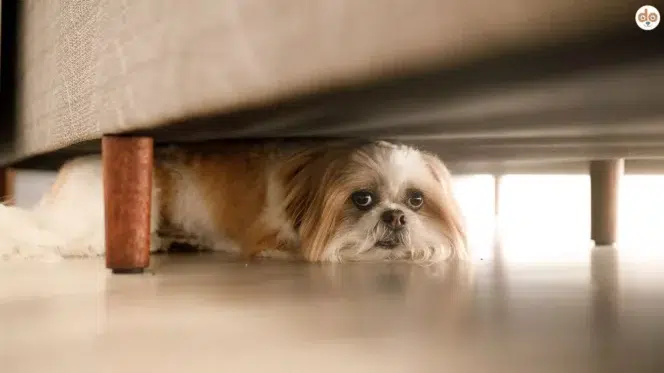Hund hat Stress und versteckt sich