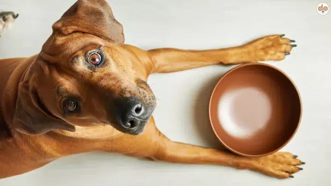 Futterwahl bei Hunden Hund vor Napf aus Ton oder Keramik