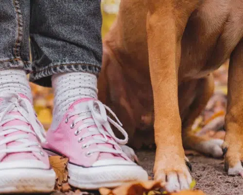 Die Vermenschlichung des Hundes, Hundepfoten neben Kinderschuhen in Herbstlaub