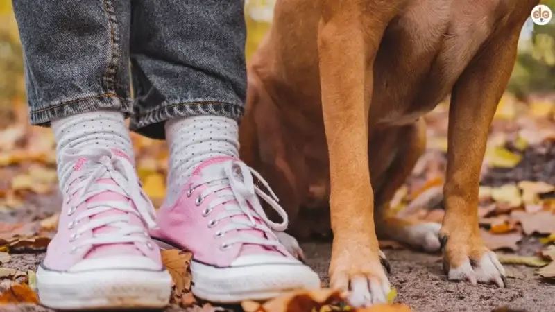 Die Vermenschlichung des Hundes: Ein Balanceakt zwischen Fürsorge und Übertreibung