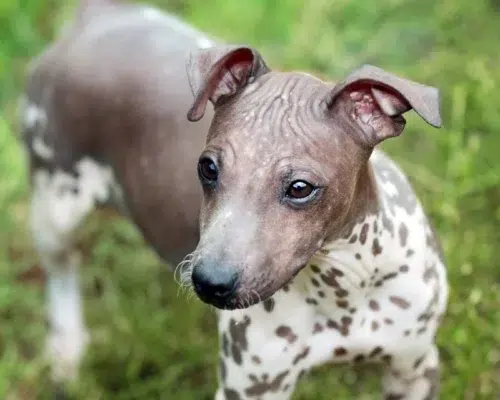 Rasseportrait American Hairless Terrier