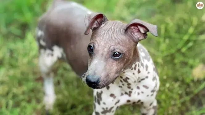 Rasseportrait American Hairless Terrier