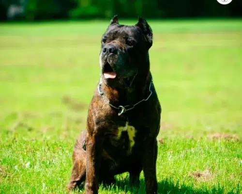 Hunderasse Bandog Kreuzung aus Mastiff und Bulldogge