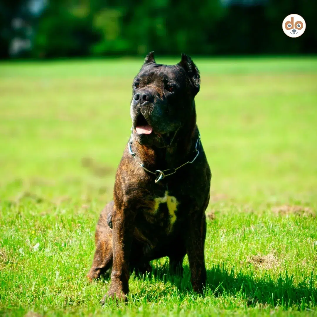 Hunderasse Bandog Kreuzung aus Mastiff und Bulldogge