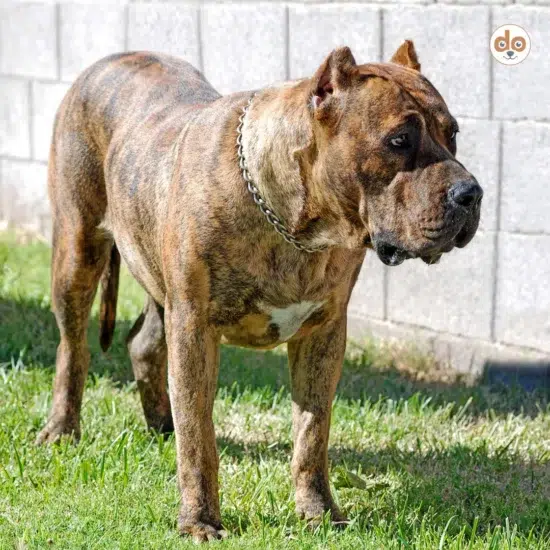 Hunderasse Presa Canario teils auch als Dogo Canario bekannt