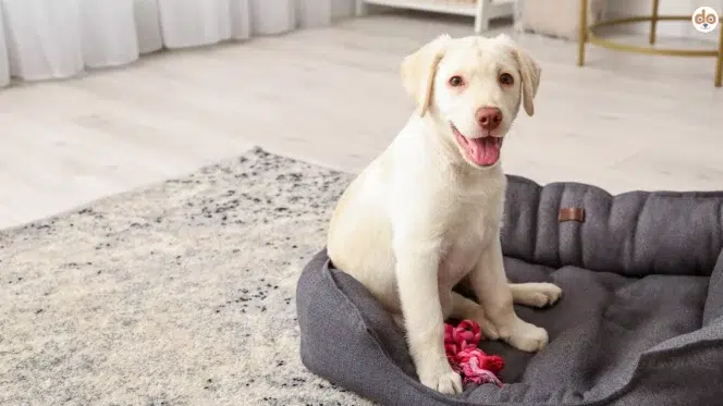 Welpenausstattung Labrador Welpe mit Seilspielzeug im Hundebett