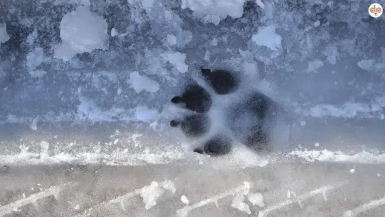 Pfotenabdruck eines Hundes auf Strasse mit Schnee, Pfotenpflege im Winter