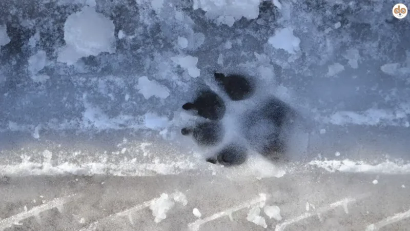 Pfotenpflege im Winter: Schutz vor Schnee, Eis und Salz