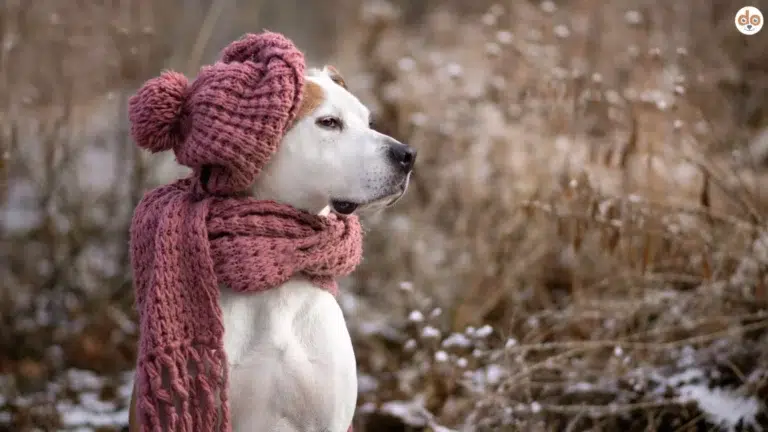 Pitbull im winterlichen Setting mit Wollschal und Mütze, Hundemode