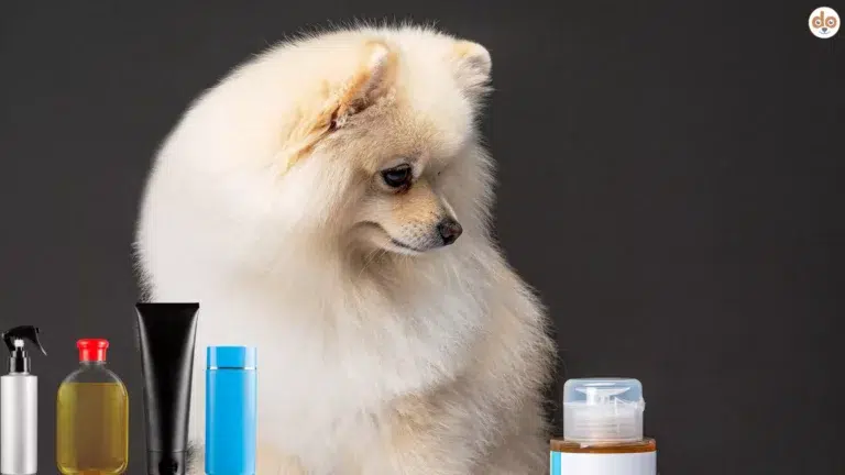 Pomeraner Pomeranian Zwergspitz Hund schaut skeptisch auf Pflegeprodukte