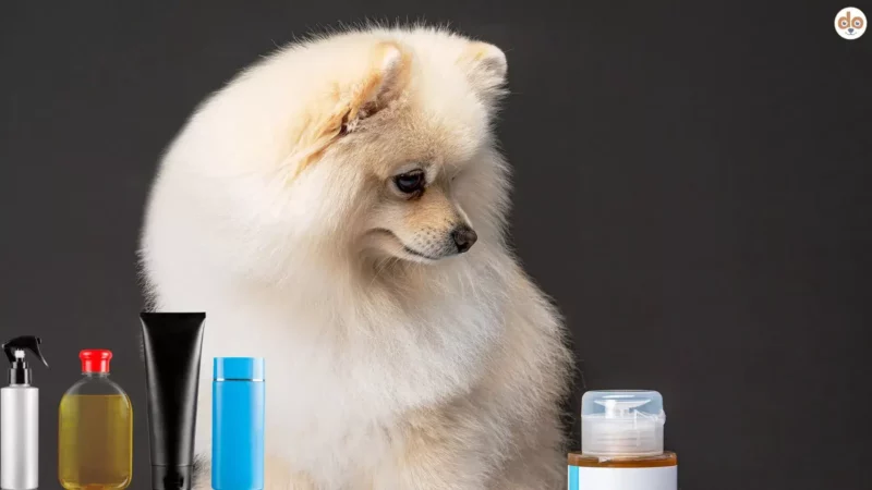 Serie „Was dein Hund wirklich braucht“: Pflegeprodukte, Unterschied zwischen Essentials und nutzlosem Kram