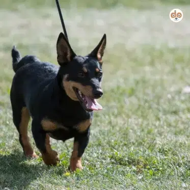 Hunderasse Lancashire Heeler