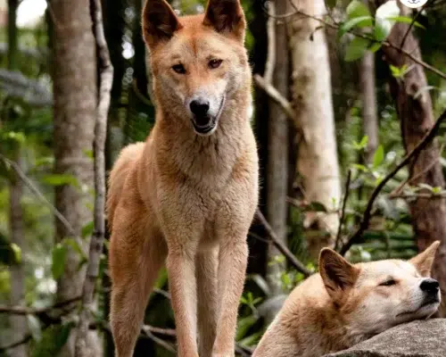 Australischer Dingo in Waldgebiet