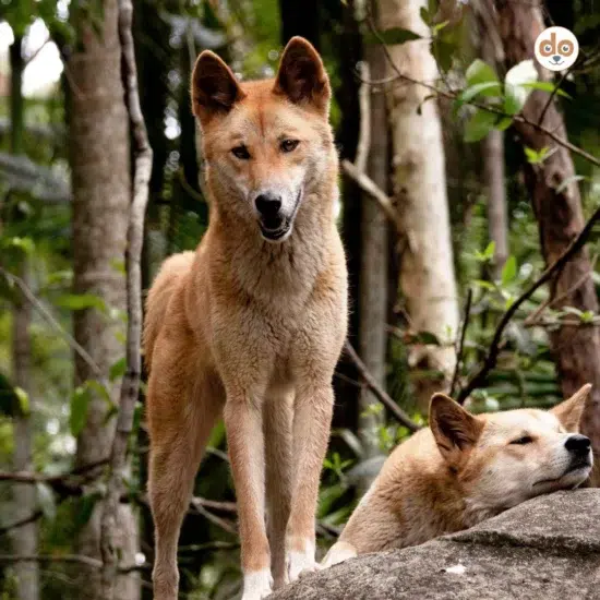 Australischer Dingo in Waldgebiet