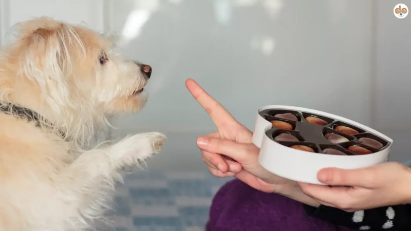 Hundeschokolade: Alles, was Du über die süsse Versuchung für Hunde wissen solltest