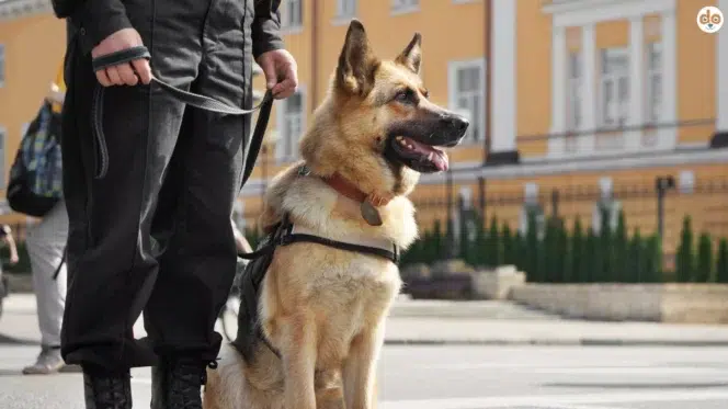 Polizeihund Deutscher Schäferhund mit Schutzhundprüfung