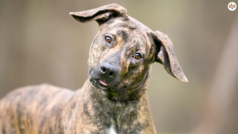 Senfhunde - Mischlinge