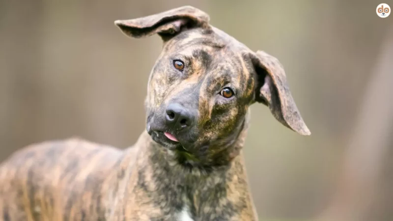 Senfhund: Bedeutung, Herkunft und die spannende Vielfalt der Mischlingshunde