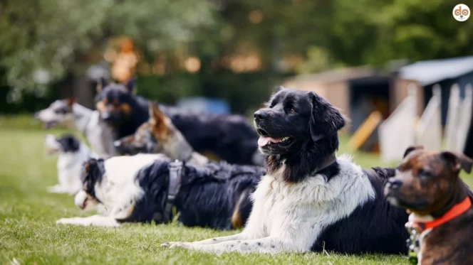 Ausbildungen für Hunde mehrere Hunde auf Übungsplatz Hundeschule