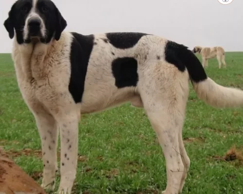 Transmontano Hirtenhund auf Weide