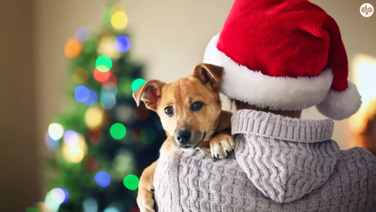 Mensch mit Weihnachtsmütze und Pullover trägt Hund auf Arm, Vermittlungsstopp in Tierheimen