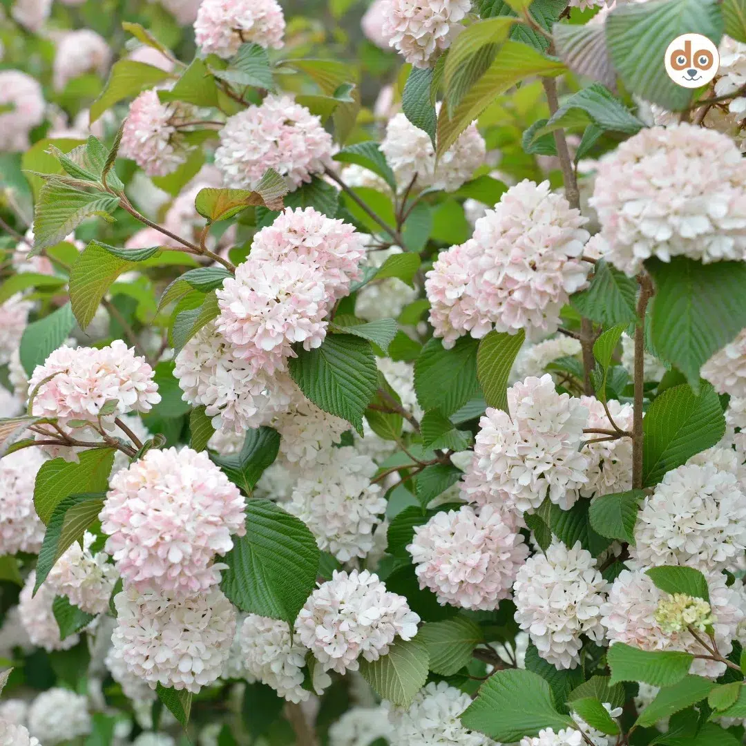 Schneeballgewächs Viburnum 