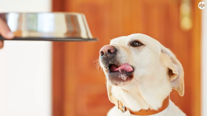 Diätfallen bei Hunden, Mensch hält Hund Napf hin der sich mit Appetit das Maul schleckt
