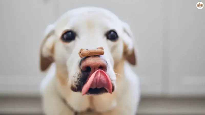 Nahrungsmittelallergien bei Hunden, so funktioniert die Eliminationsdiät