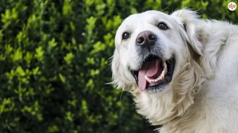 Golden Retriever Gesicht Gebiss Schnauze Maul Zunge Mundgeruch bei Hunden