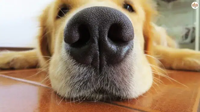 Hunderassen mit dem besten Geruchssinn, Golden Retriever Nahaufnahme Hundeschnauze