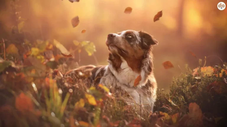 Hund im Wald bei Herbst, rieselnde Blätter, Herbstlaub, US-Unternehmen entwickelt Spritze zur Verlängerung der Lebensdauer