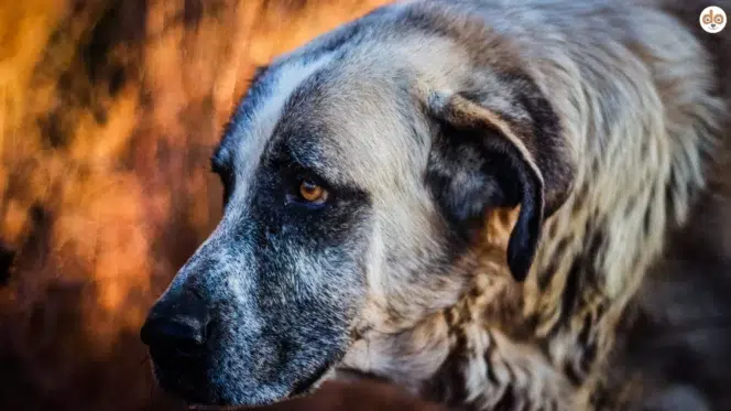 Ältester Hund der Welt Bobi verliert Titel, Symbolfoto für Hunderasse Rafeiro do Alentejo