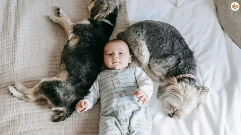 Gefährlicher Trend: Warum Hunde niemals Babysitter spielen sollten