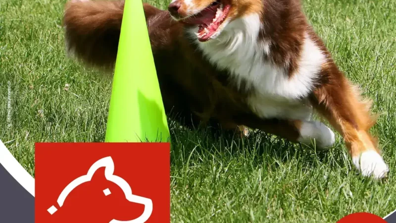 Schweizer Hundefachmesse 2025 Flyer