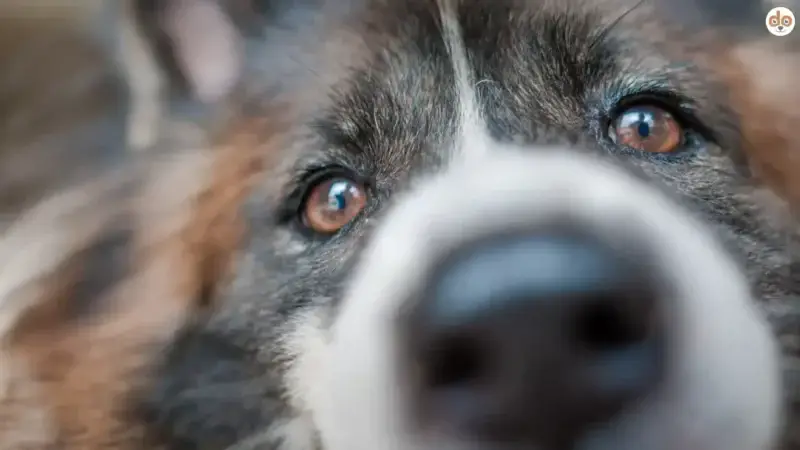 Verkrustete Nase bei Hunden: Ursachen und Behandlungsmöglichkeiten