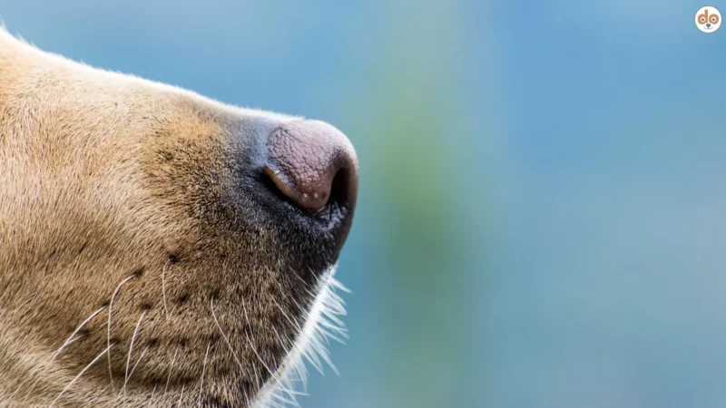 Der Hund und seine Supernase: So funktioniert der Geruchssinn