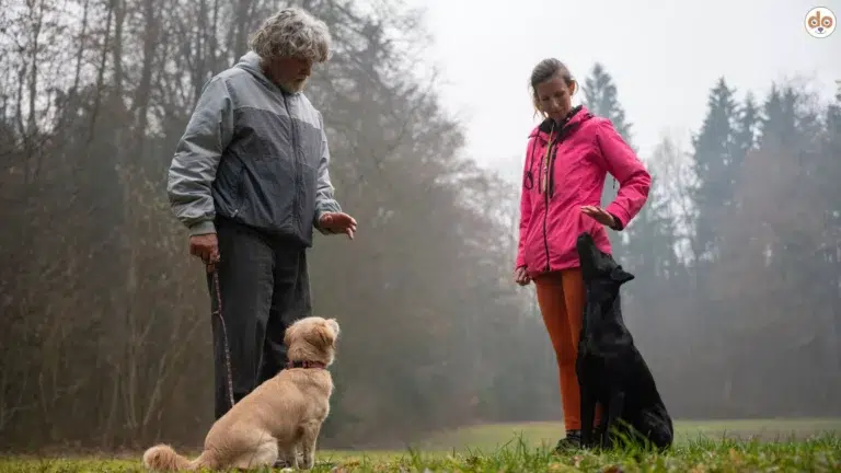 Hundetrainer mit Halter und Hunden draussen Feld Nebel Verhaltenstherapie