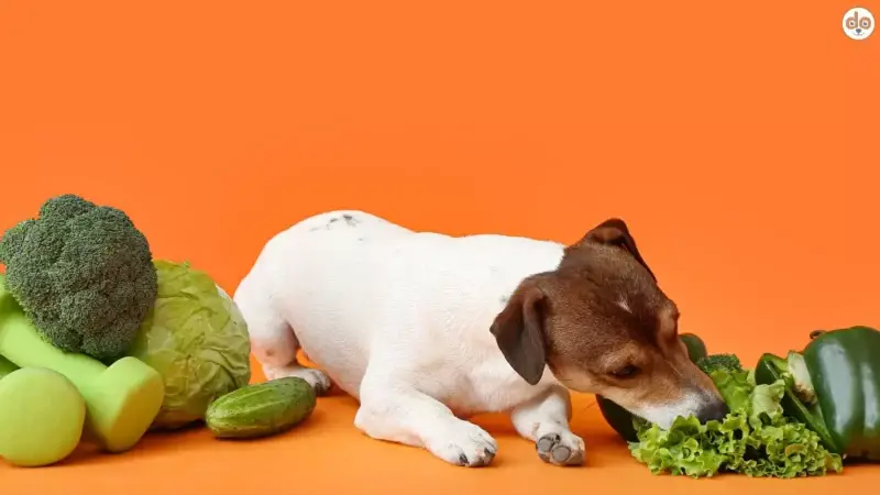 Gemüse für Hunde: Top-Auswahl und welche Sorten tabu sind