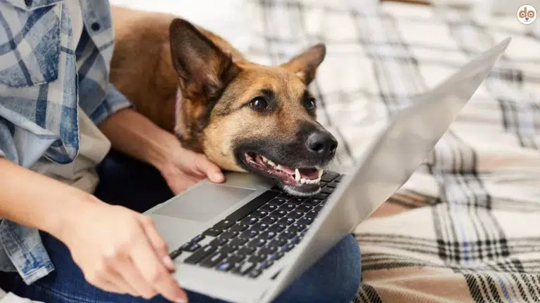 Hund stützt Kopf auf Laptop der auf Schoss der Halterin liegt, Telemedizin bei Haustieren