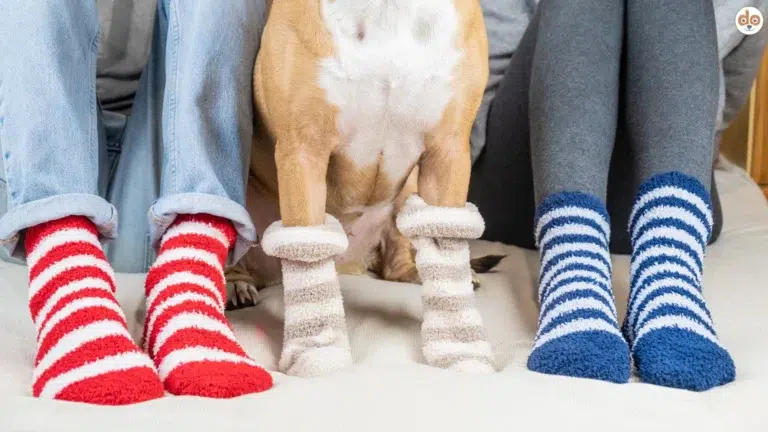 Zwei Menschen und ein Hund tragen flauschige Ringelsocken zum Gegenteiltag
