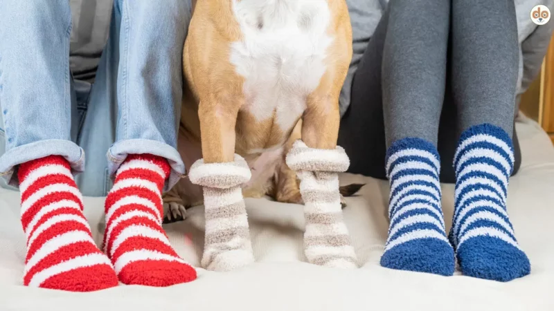 Gegenteiltag: Wenn dein Hund dir die Leine anlegt