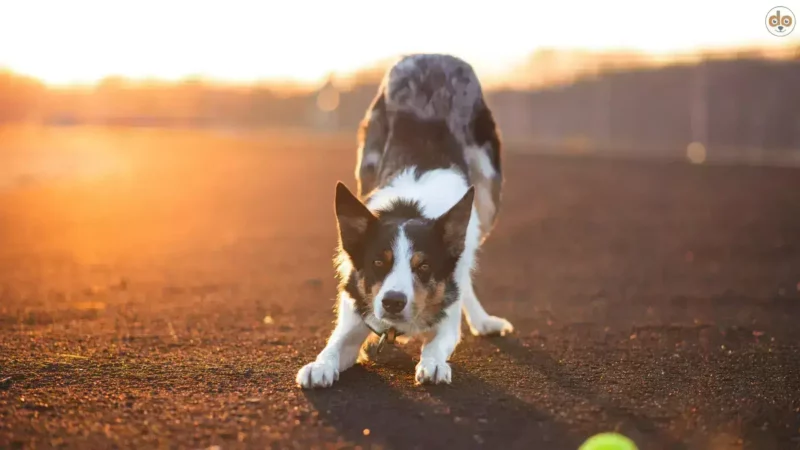 Hundetraining ohne Leckerlis – geht das überhaupt?