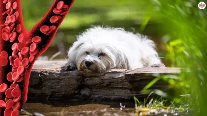 Blutarmut bei Hunden, müder Hund liegt auf Baumstamm im Gras, Illustration Blutkreislauf Ader Vene Arterie Blutkörperchen